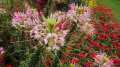 20140914_113839_resize_20140916_224534