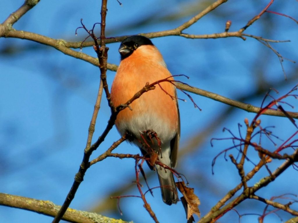 Heimische Tiere Im Januar Valentines Wundervolle Welt heimische-tiere-im-januar-valentines-wundervolle-welt