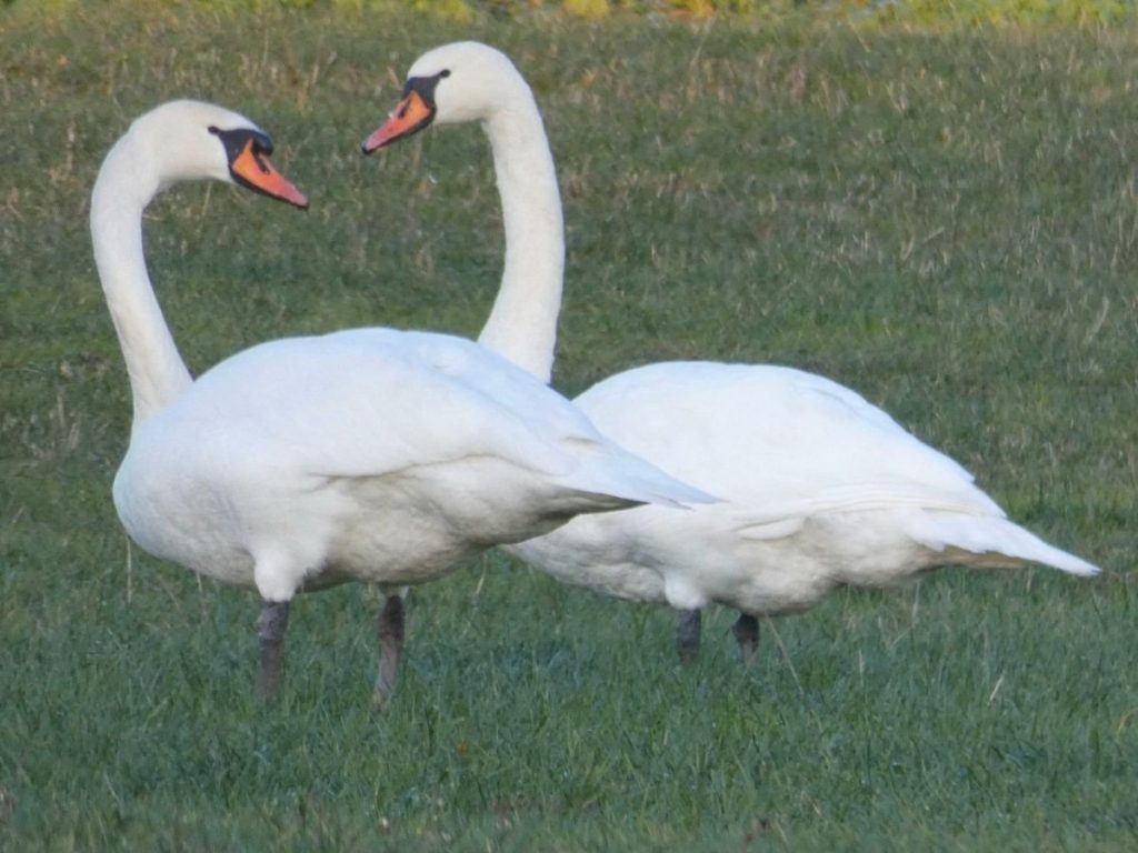 Heimische Tiere Im Januar Valentines Wundervolle Welt