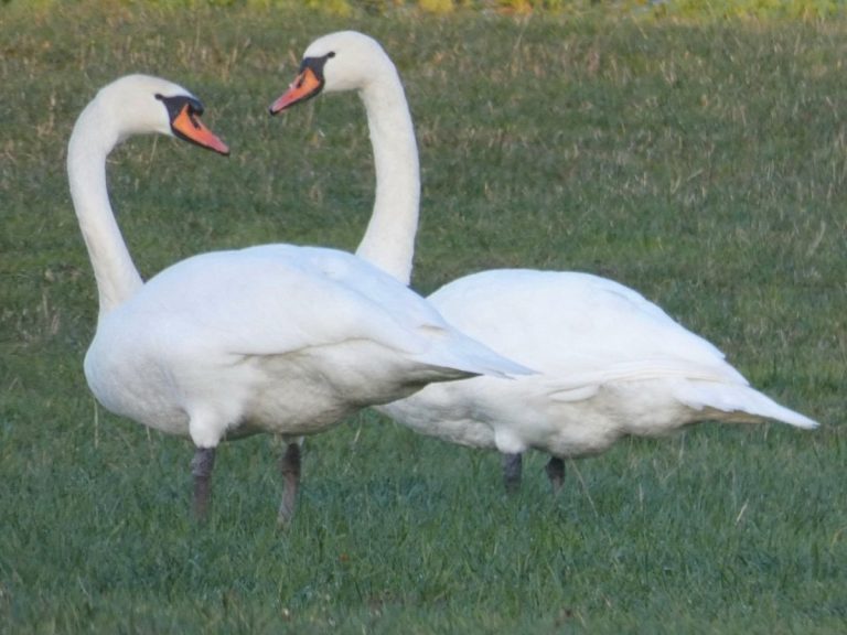 2019 Valentines Wundervolle Welt 2019-valentines-wundervolle-welt
