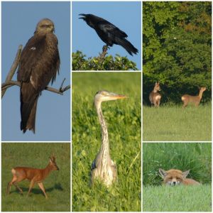 tiere-valentines-wundervolle-welt